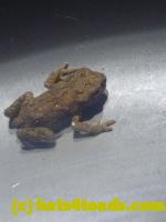 /home//u458753944/public_html/sourcegallery//Roxborough Toad Detour/2013-2019/2013/2013-06-03/P1120609.JPG